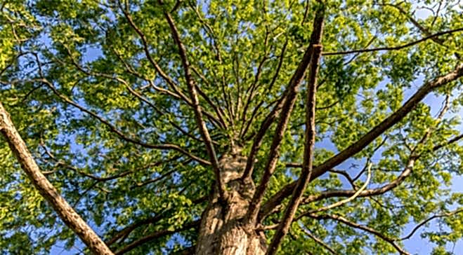 Support a Tree